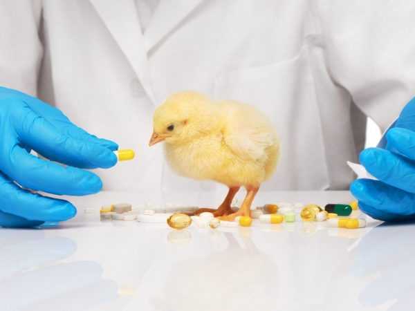 Bruken av jodinol til behandling av kyllinger