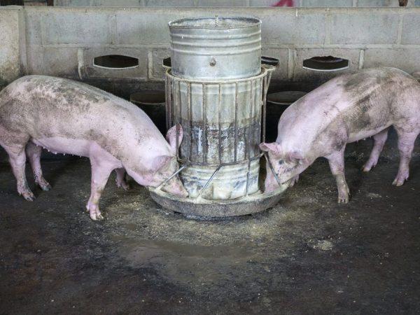 Как и чем кормить свинью на сало