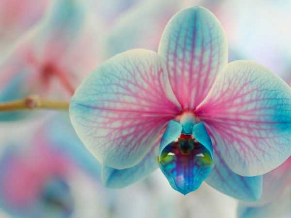 Beskärning av en orkidé efter blomning