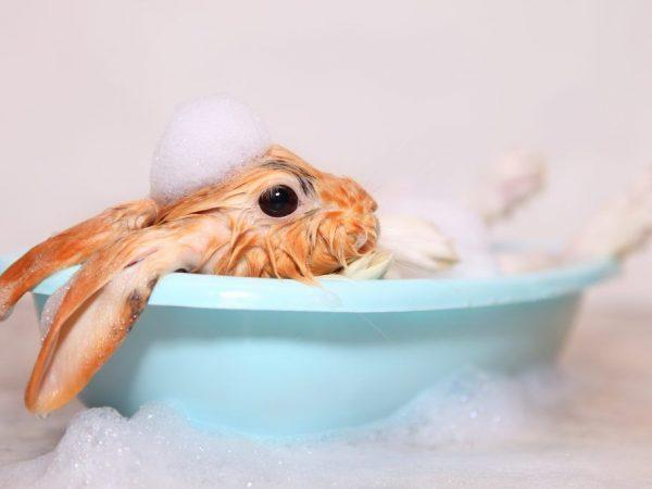 Jak umýt a vykoupat králíka