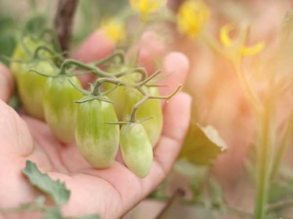 Regler for behandling av tomater i et drivhus