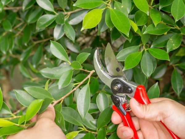 Phương pháp cắt tỉa Ficus và phương pháp hình thành vương miện