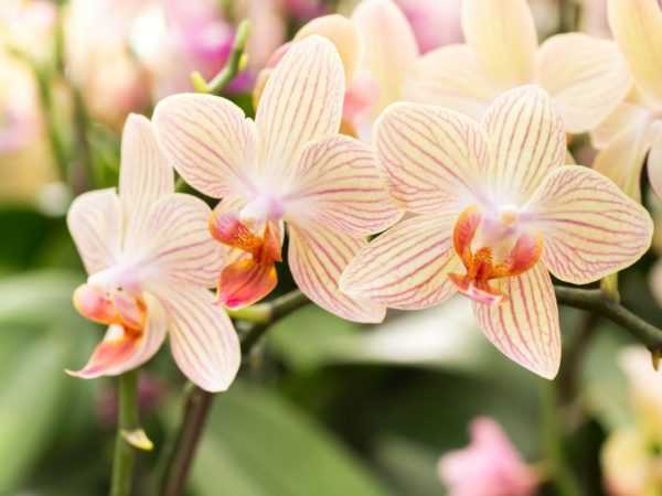 Kuinka istuttaa orkidea oikein