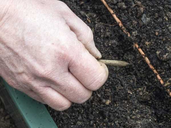 Làm thế nào để chuẩn bị một khu vườn cho cà rốt vào mùa xuân