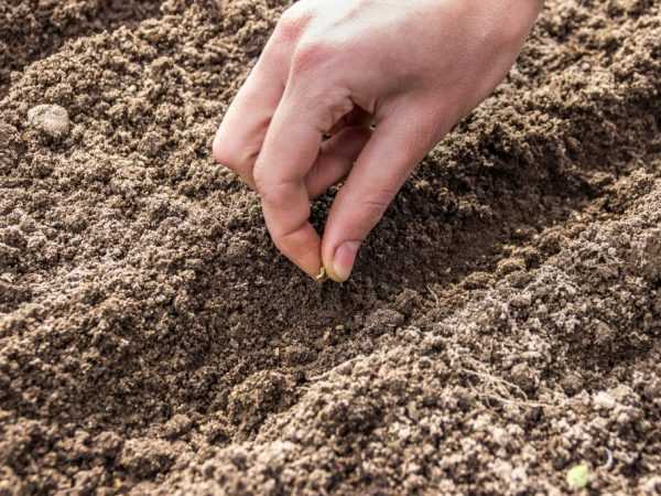 Plantăm semințele în sol afânat