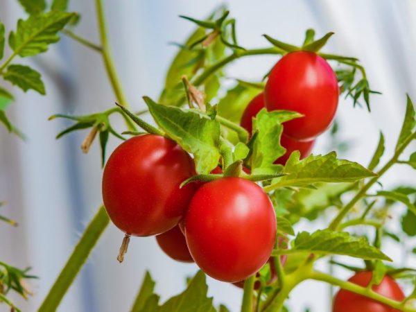 Pemupukan bibit tomat dengan ragi