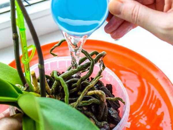 Phalaenopsis orchideeën water geven