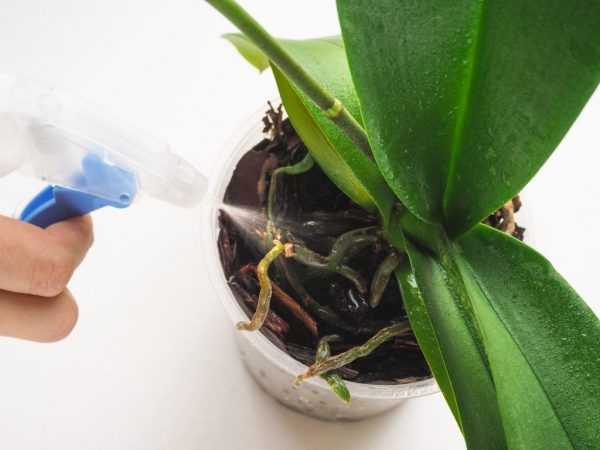 Vattning av phalaenopsis efter köp