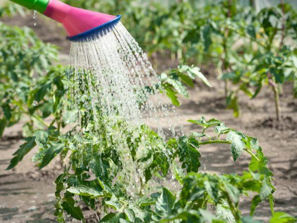Regler för att vattna en tomat efter plantering