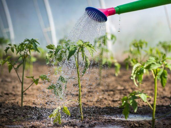 Vanningsregler for tomatfrøplanter