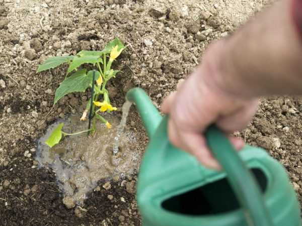 Regler for vanning av agurker med myse