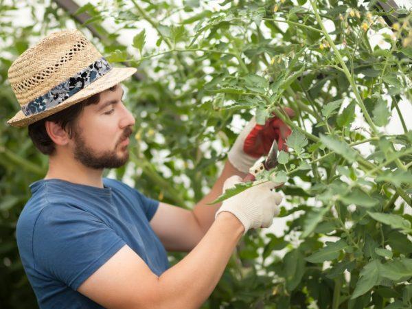 Peraturan untuk mencubit tomato di rumah hijau