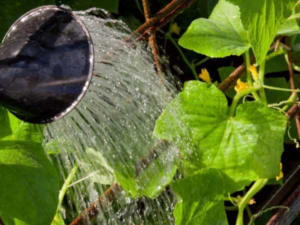 Vanningsregler for agurker