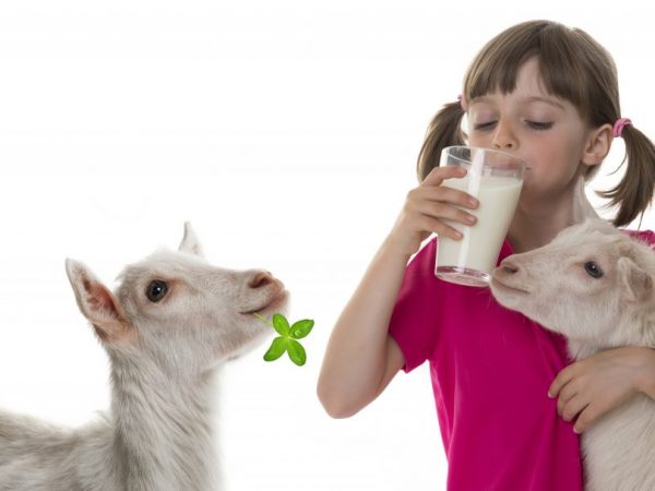 Молоко у козы вкусное и полезное