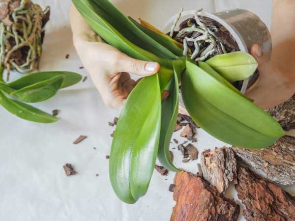 Reproduktion av orkidéer