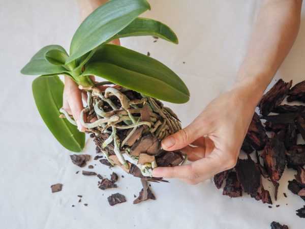 Деление материнского куста орхидеи
