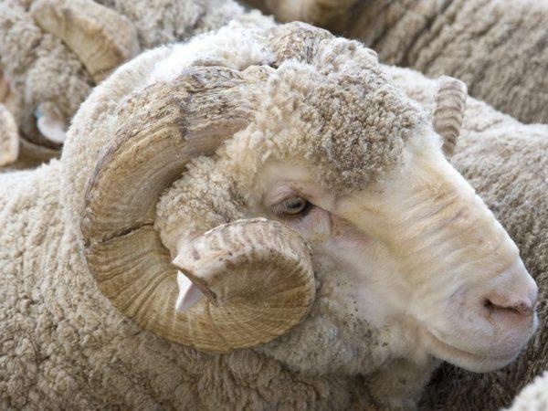 Làm thế nào để giết thịt một con cừu đực
