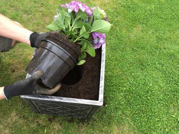 Глинистая почва лучше всего подходит для выращивания гортензии