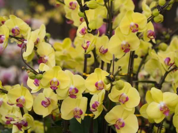 Orkidé restaurering