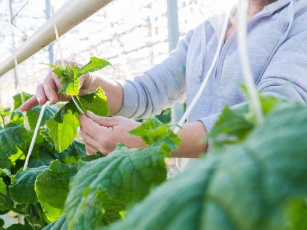 Regler för att ta hand om gurkor i ett växthus