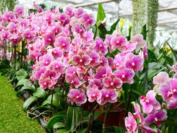 Особенности ухода за цветущей орхидеей