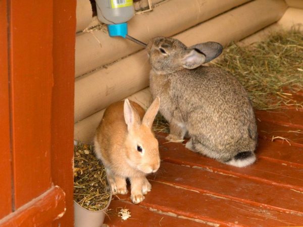 Обустройство сарая для кроликов