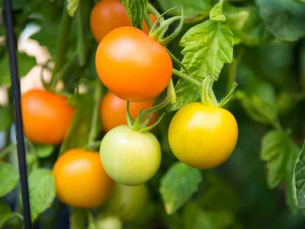 Cara mempercepat pematangan tomat di rumah kaca