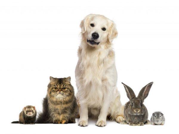 Hogyan jönnek ki a görények macskákkal és kutyákkal