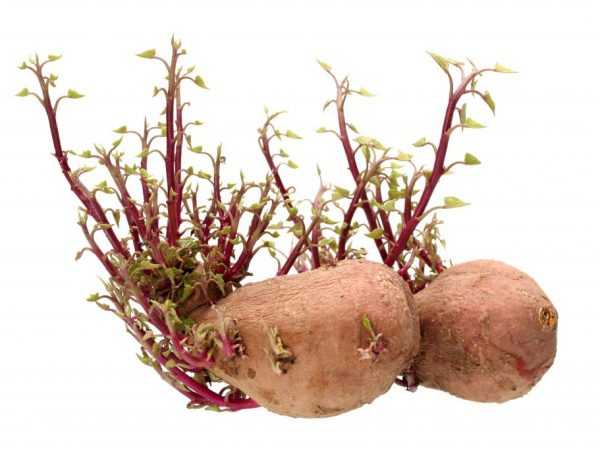 Καλλιέργεια πατάτας από λάχανα