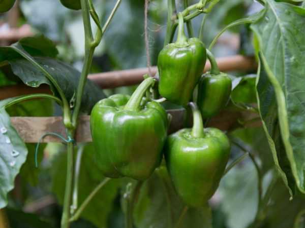 Regels voor het kweken van paprika's