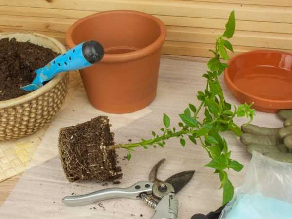 Peraturan untuk menanam anak benih lada di rumah