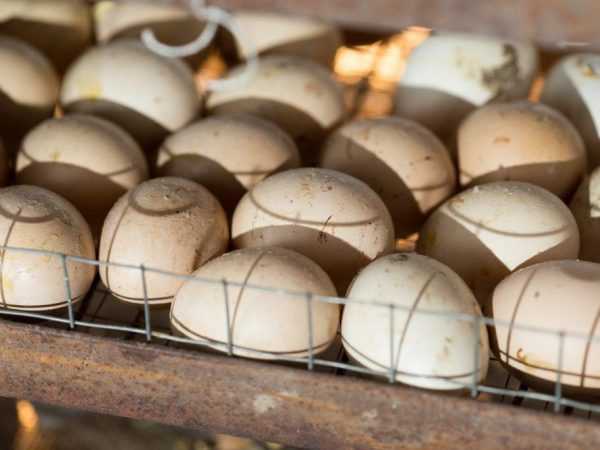 Kuinka munida kananmunia inkubaattorissa