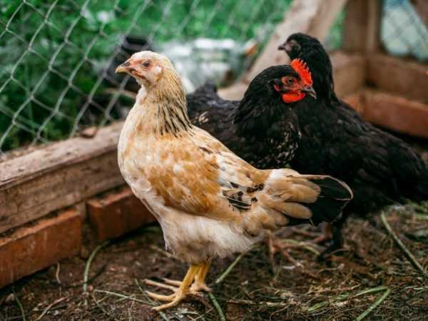 Které plemeno kuřat snáší nejvíce vajec