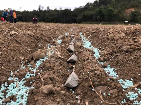 Hnojivo na doplnenie pôdy pri sadení zemiakov