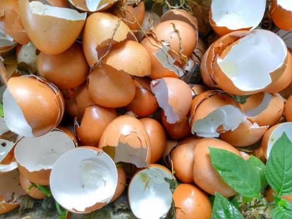Vaječná škrupina je zdrojom vápnika