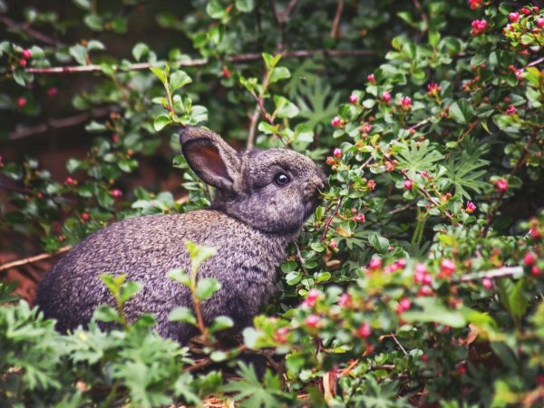 Кормление кроликов ягодами