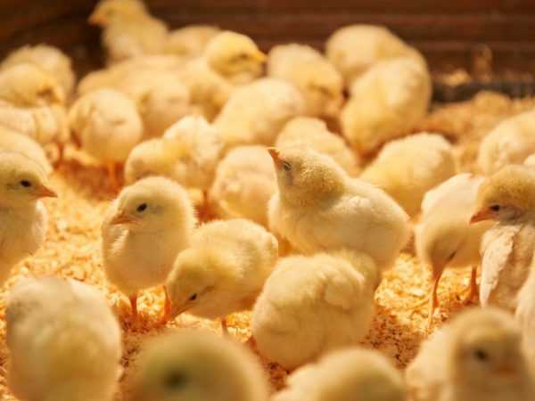 Att föda upp kycklingar