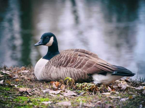 Kanada goose