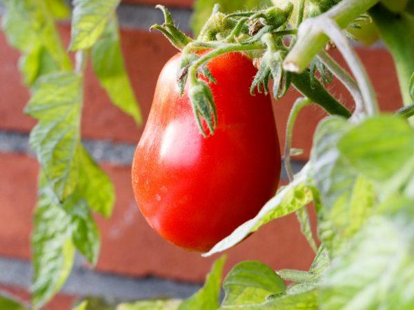 Mô tả của cà chua Kapia màu hồng