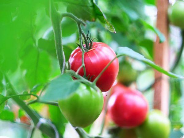 Penerangan mengenai tomato Kardinal