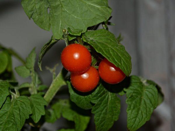Ciri-ciri varieti tomato kerdil