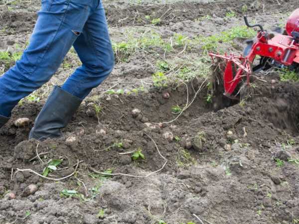 Jenis penggali kentang untuk traktor berjalan kaki