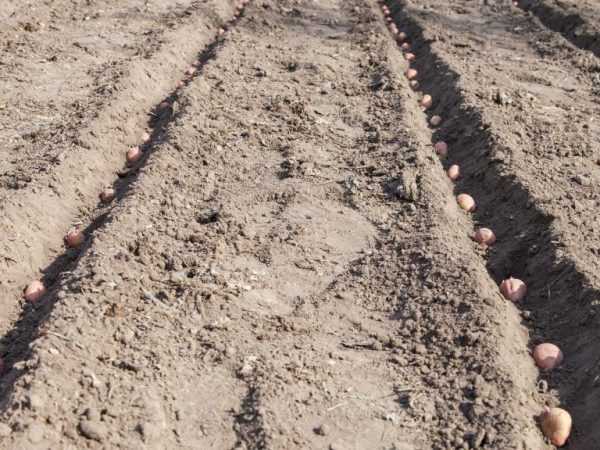 Lage en potetplanter for en baktraktor
