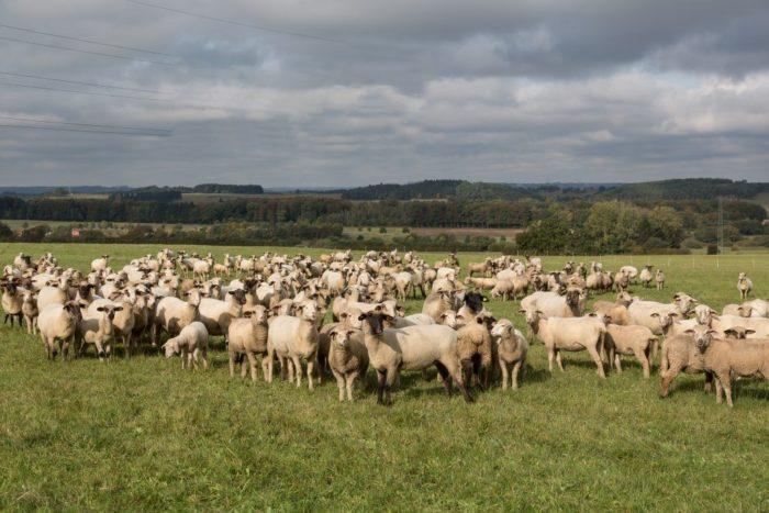 Характеристика овец Катумской породы