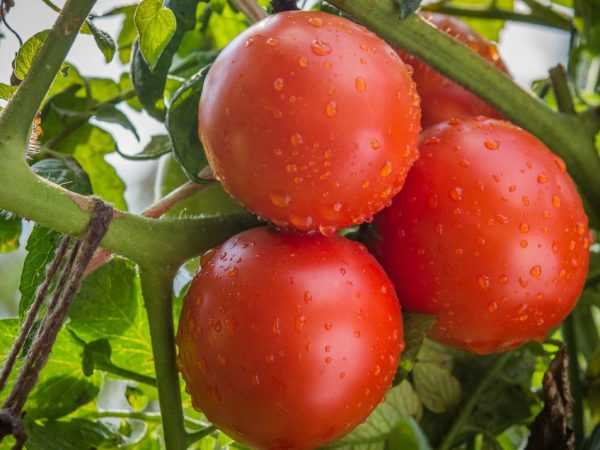 Описание сорта томатов Катя