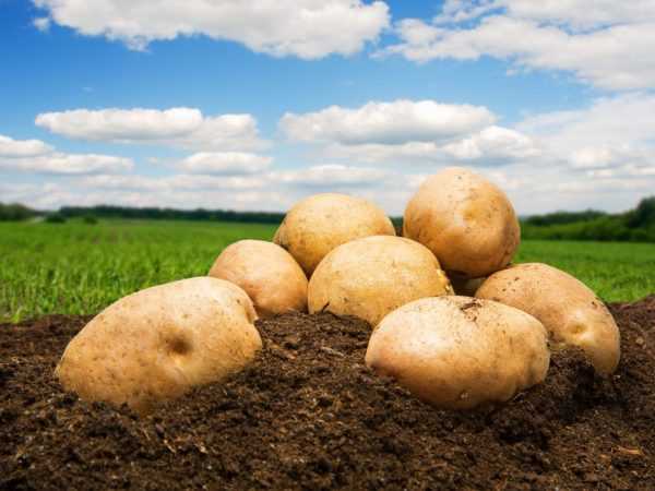 Penerangan mengenai kentang penduduk Kemerovo
