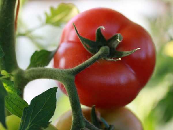 Beskrivning av Kibo tomat