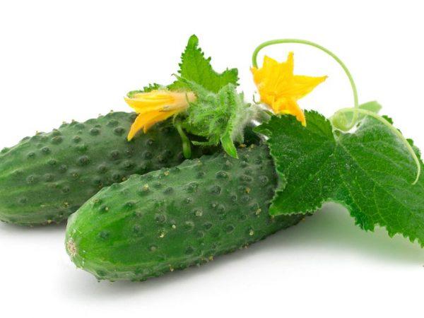 Beschrijving van de Kibriya komkommer