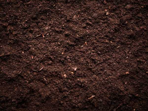 A talajt fel kell készíteni az ültetésre
