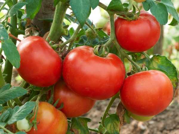 Effektiviteten av det kinesiska sättet att odla tomater